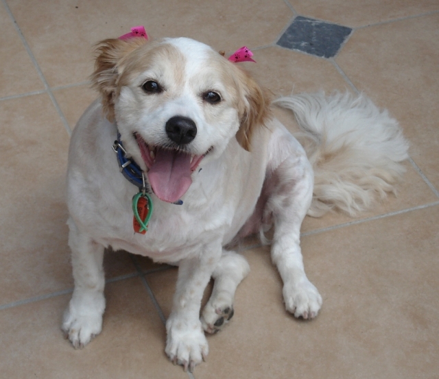 Sandy when she was well & happy after her grooming